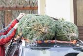 2 Christmas trees tied on a car. 553989376
